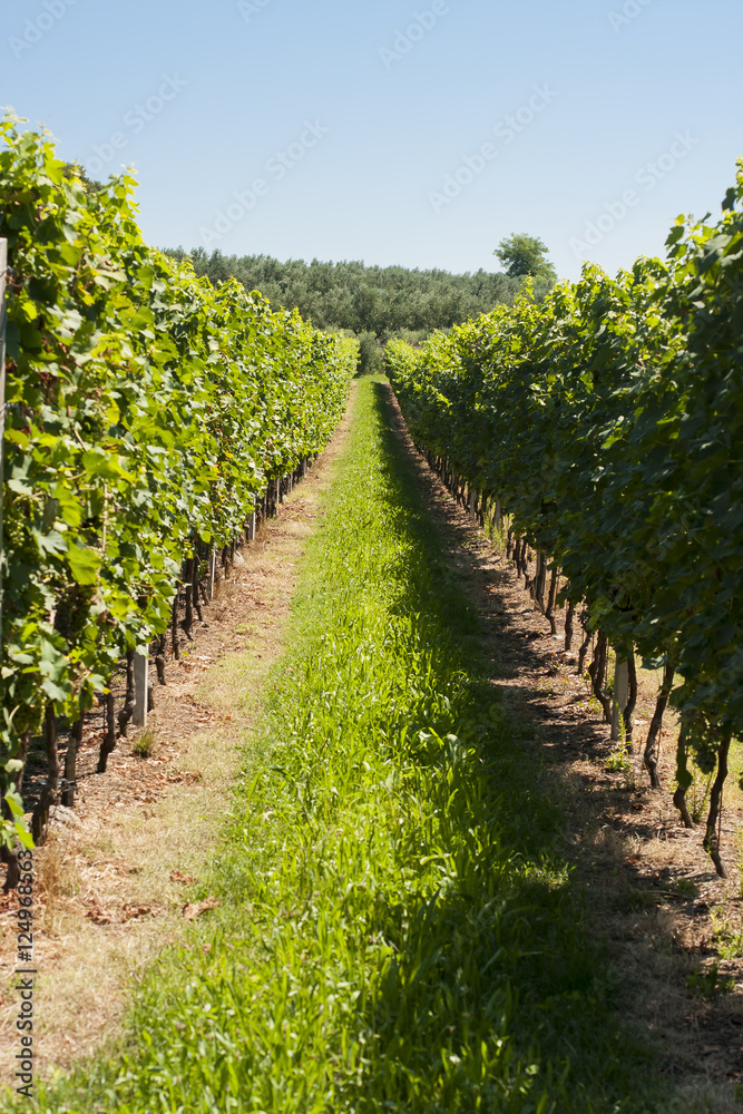 Vineyard plants landscape in Verona, Valeggio sul Mincio