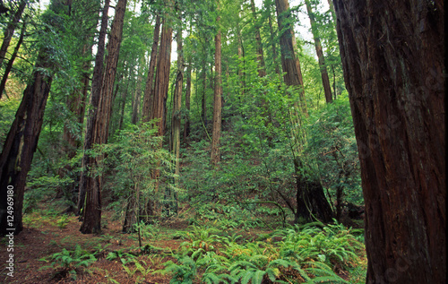 redwood forest