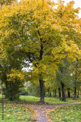 Осенний клен на развилке тропинок © andrey_iv
