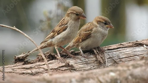 Haussperlinge auf Bauernhof photo