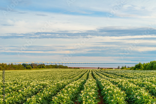 Rows of potato plants in a potato field with the Confederation B