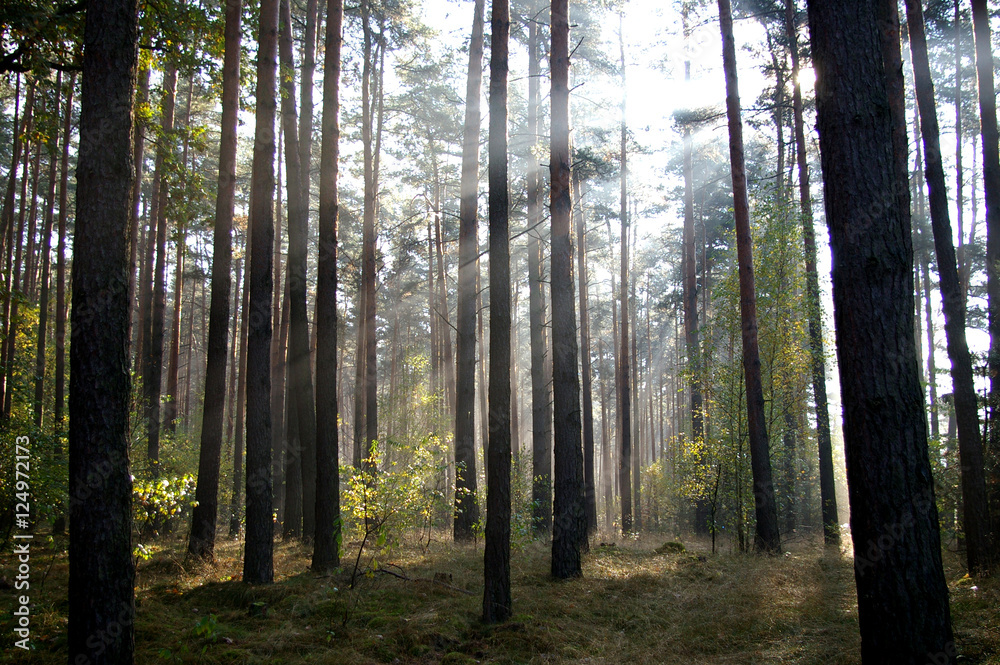 Fototapeta premium Wald Sonne