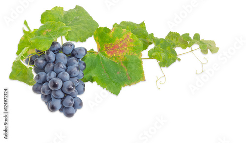 Cluster of blue grapes on the vine on light background