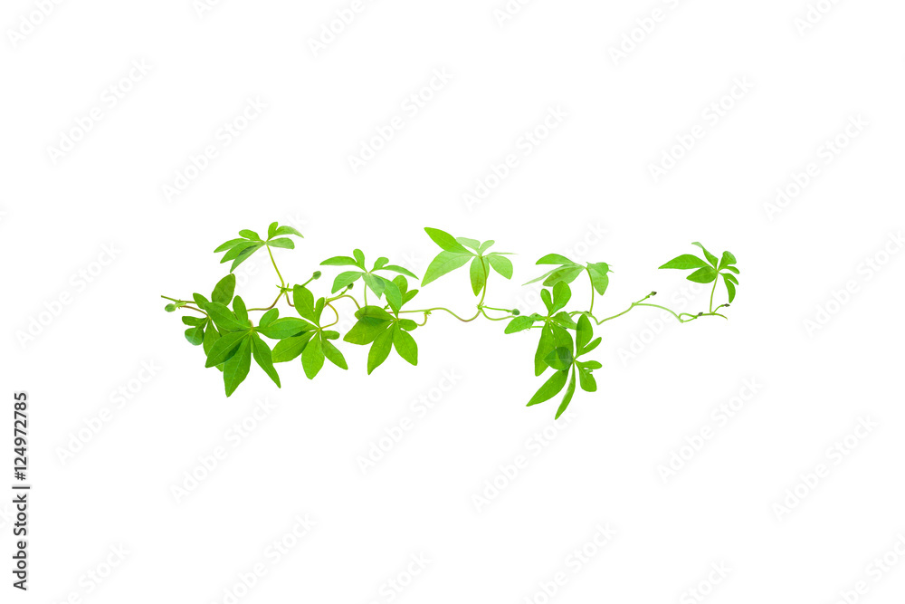 Green leaves isolated on white background. Green leaves isolated on white background.