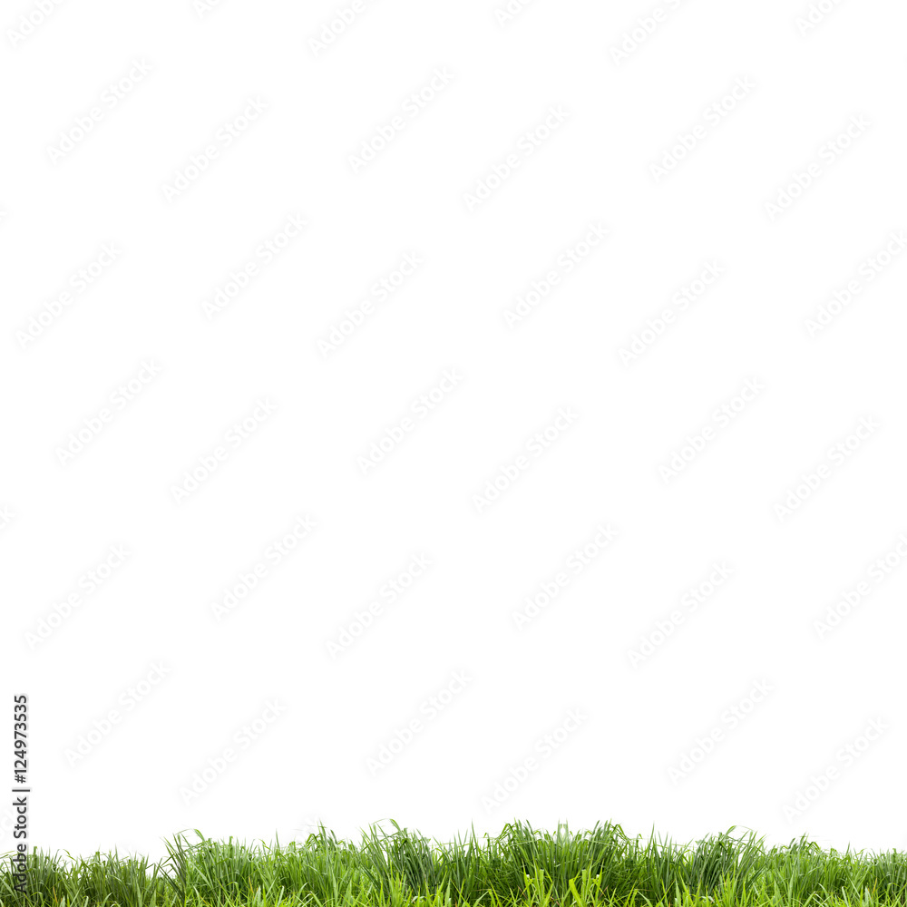 Obraz premium green grass ,isolated on white background