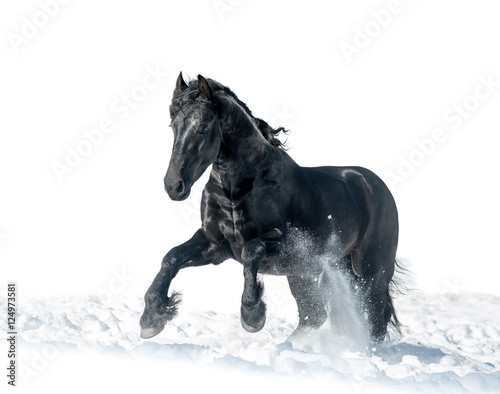 black frisian stallion
