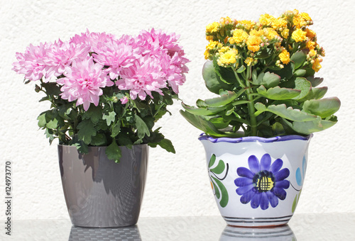 Beautiful Kalanchoe and Asters