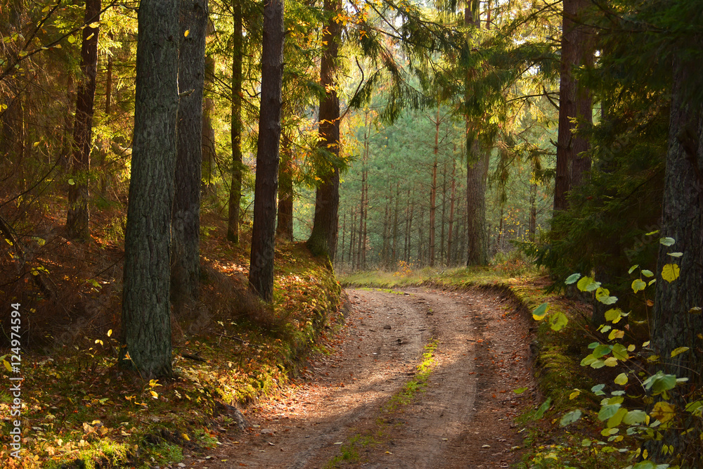 Obraz premium Colorful autumn forest