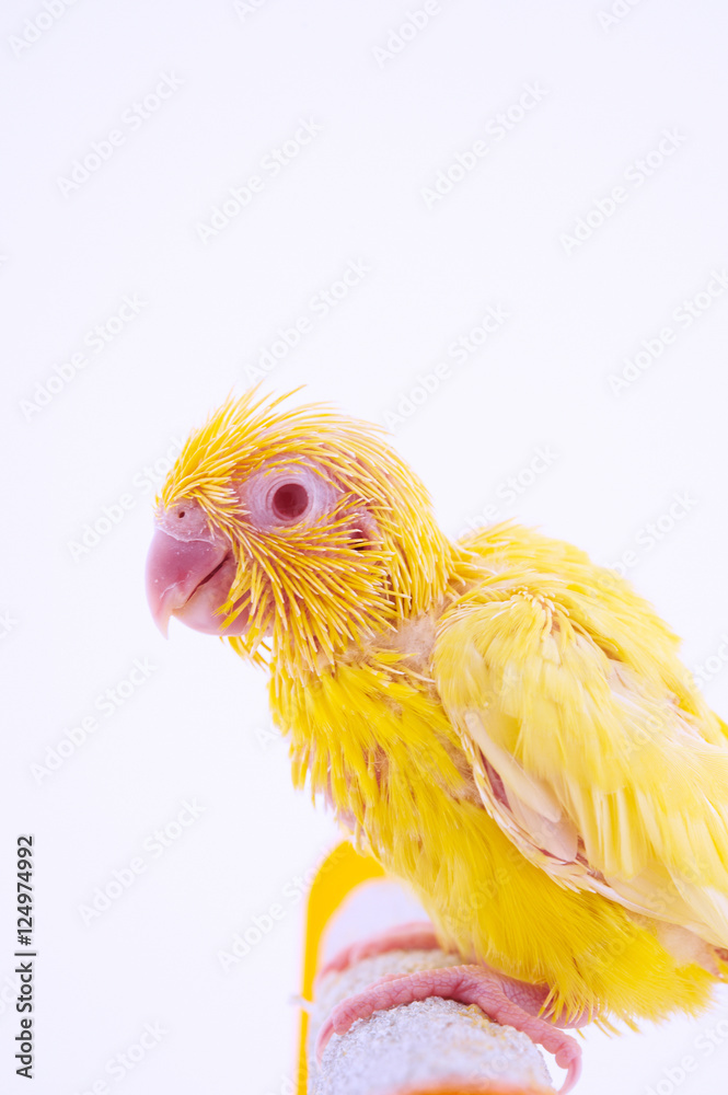 Fototapeta premium Pacific Parrot