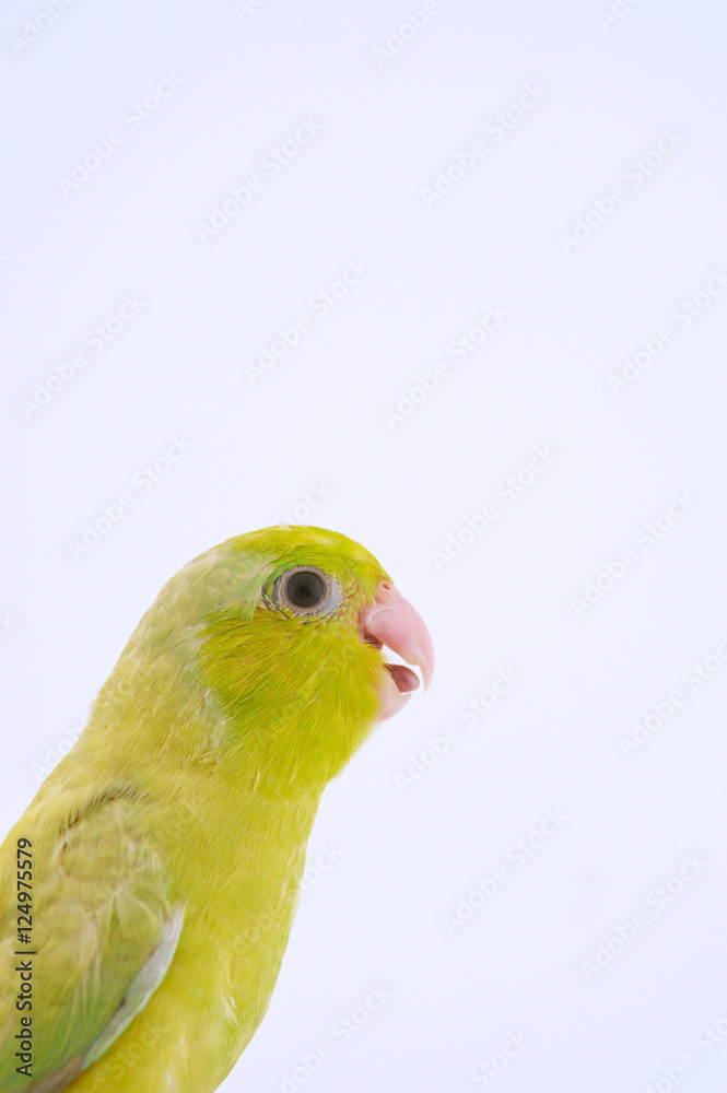 Pacific Parrot