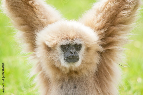 Gibbon à mains blanches, Hylobates lar