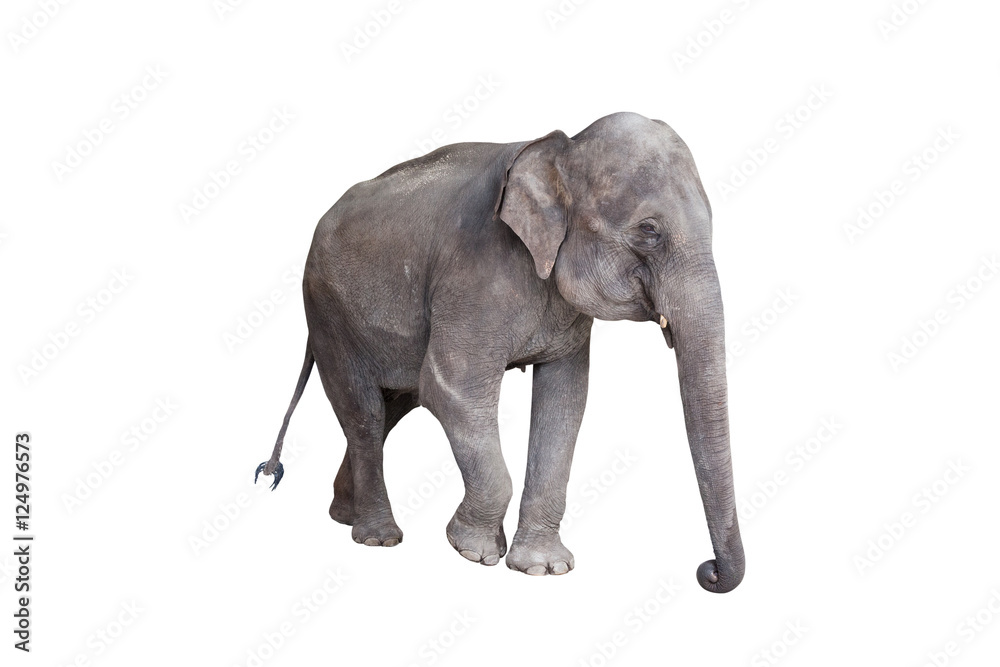 Asian elephant walking isolated on white background.