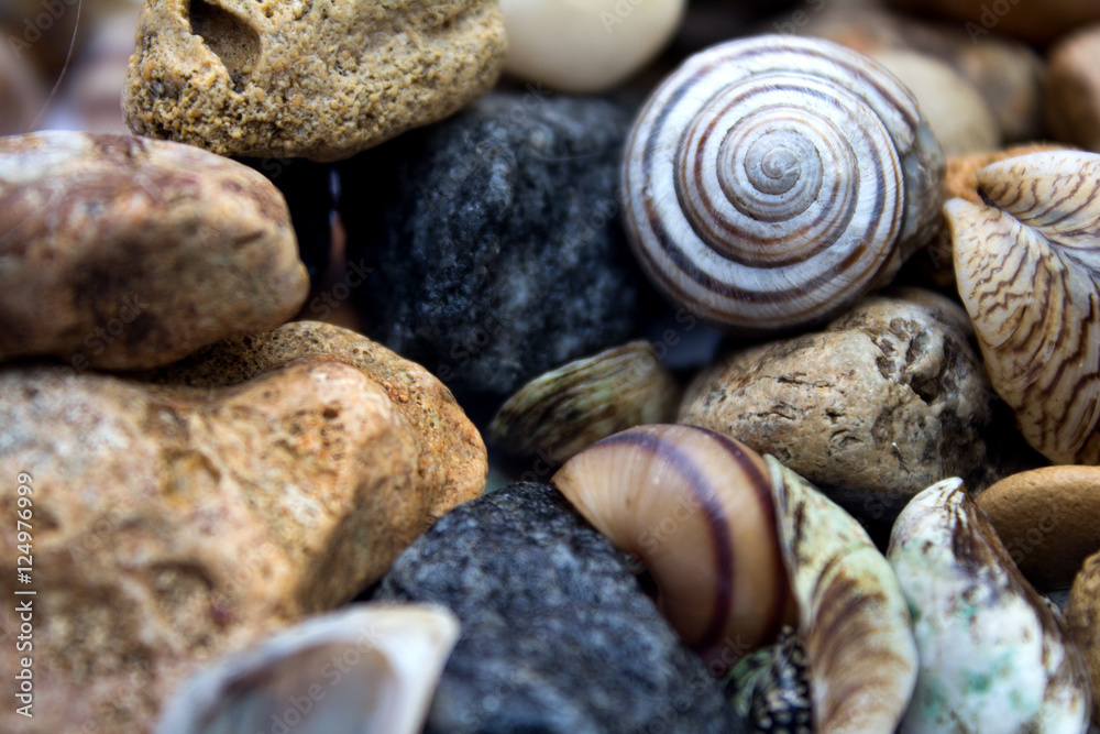 Sea theme, seashells and stones - background