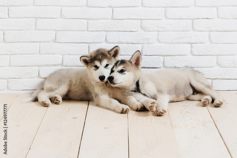 husky dogs on wood with bricks