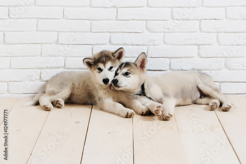 Schilderij op canvas husky dogs on wood with bricks
