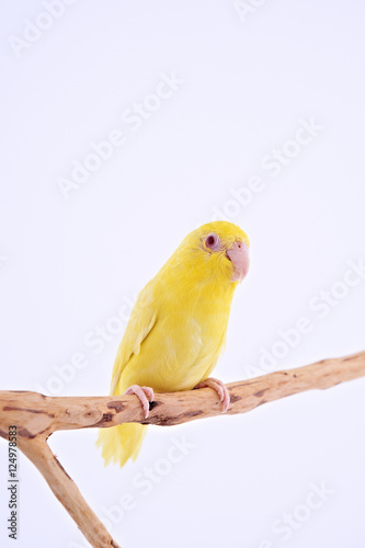 Pacific Parrot