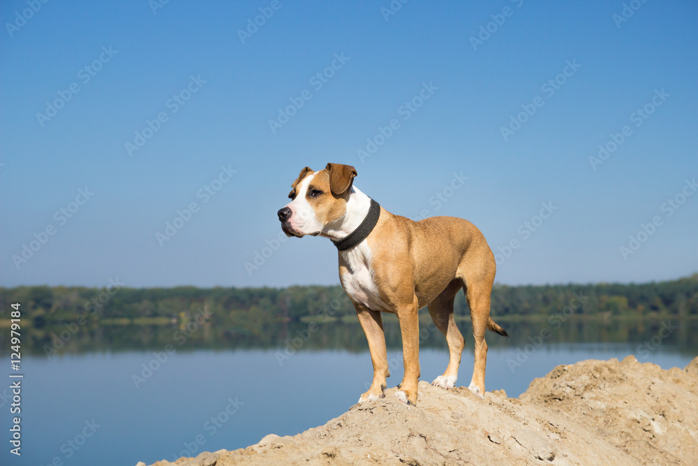 Dog by the lake looking into distance