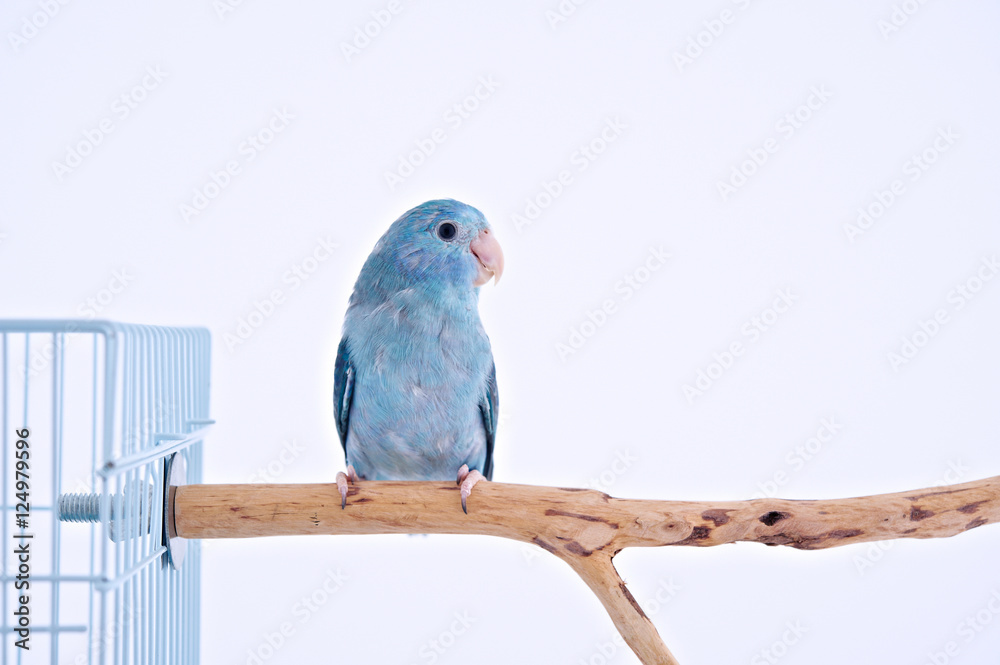 Naklejka premium Pacific Parrot