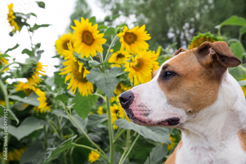 Dog posing in front of the sunflowers