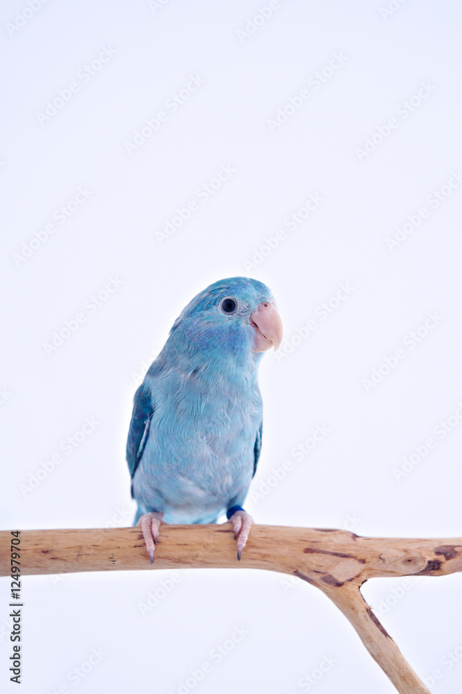 Obraz premium Pacific Parrot