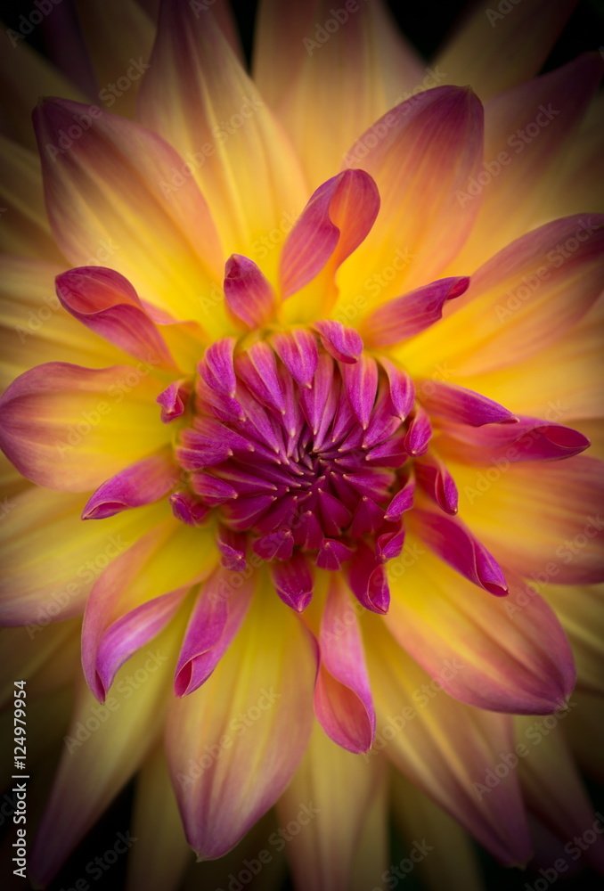 Closeup of a beautiful dahlia flower in pink and yellow orange pastel tones Closeup of a beautiful dahlia flower in pink and yellow orange pastel tones