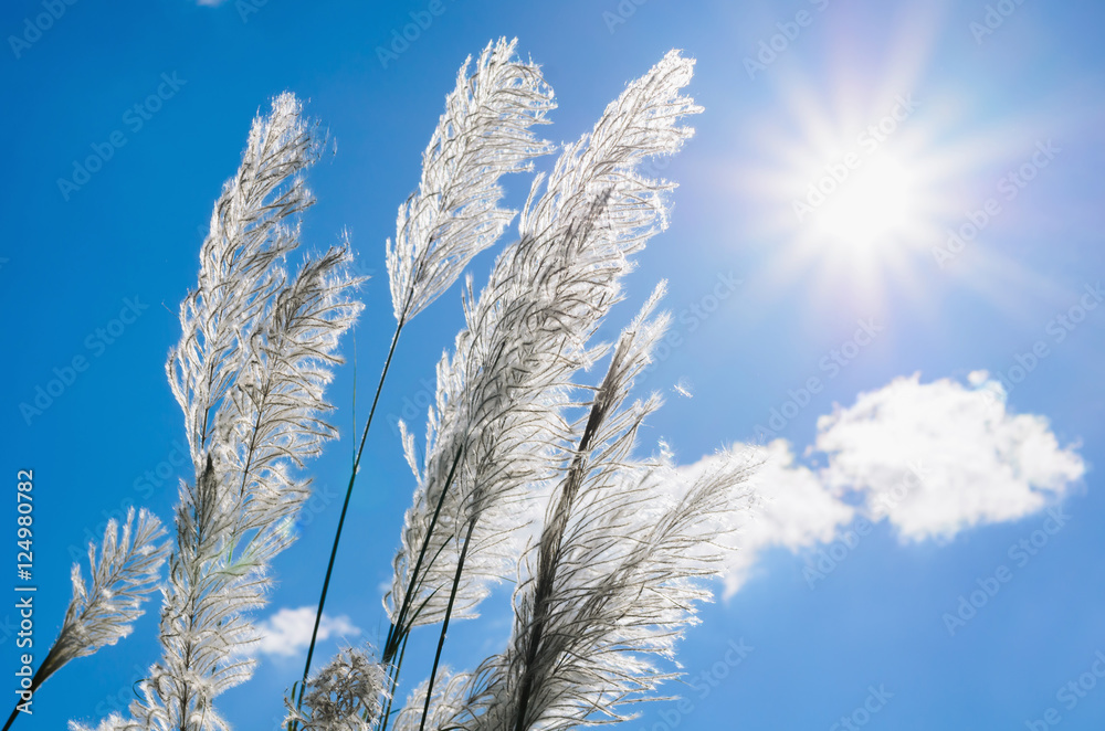 Whit flower grass and sunshie with blue sky background Whit flower grass and sunshie with blue sky background