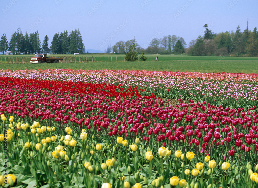 multi colored tulips