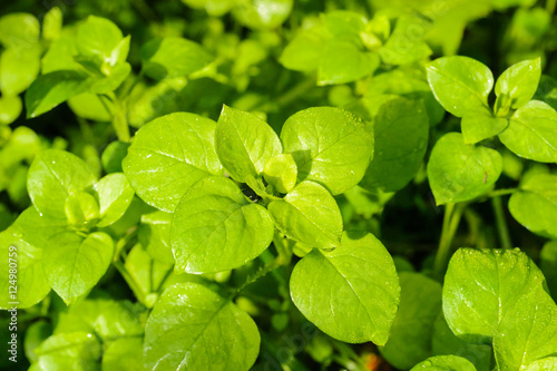 chickweed