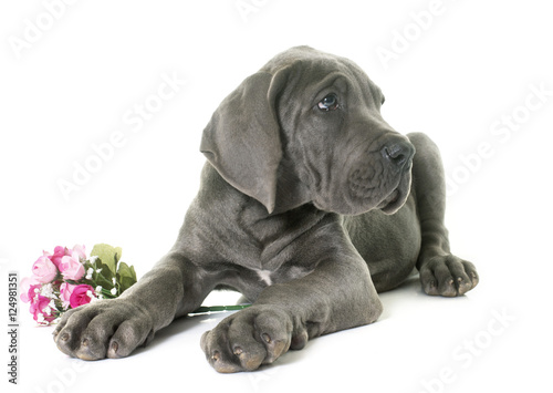 Schilderij op canvas puppy great dane