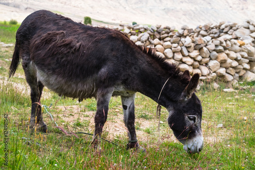 Black donkey in field