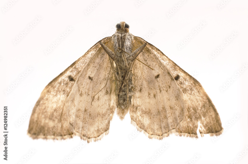 Obraz premium dried, dead butterfly, macro shot