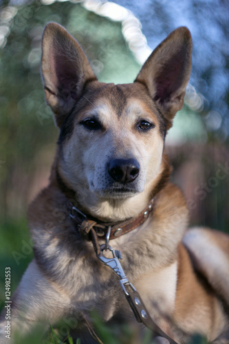 yard dog guarding closeup