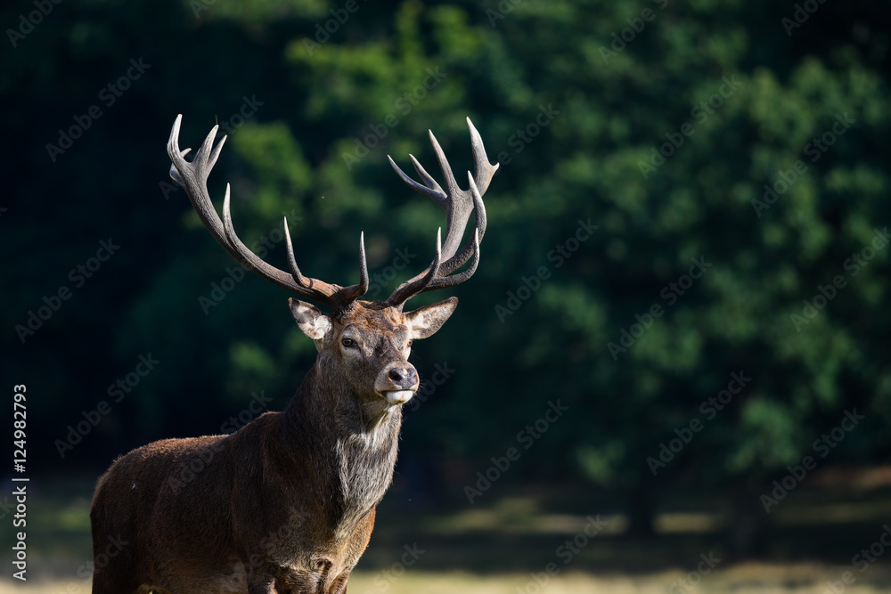 Fototapeta premium Stag