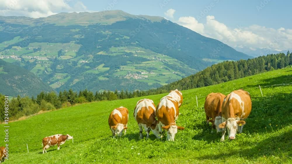 Cows grazing in alpine meadows in South Tyrol, Dolomites, Italy
Cows grazing in alpine meadows in South Tyrol, Dolomites, Italy