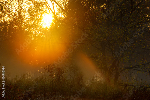 Autumn fog  sunrise in the forest