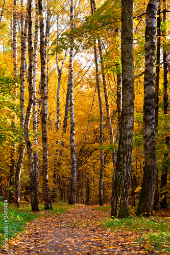 Beautiful autumnal park with colorful leaves