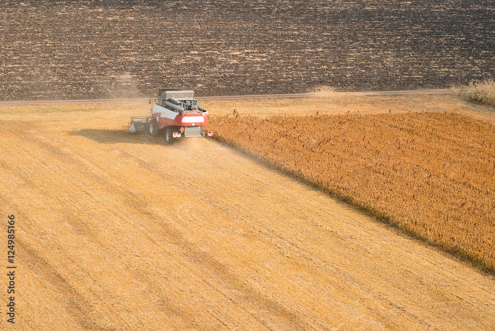 Obraz premium Combine harvester harvest ripe wheat on a farm