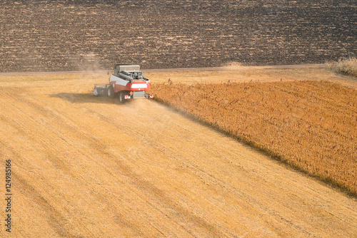 Combine harvester harvest ripe wheat on a farm