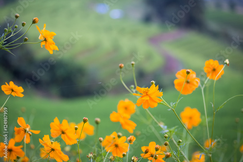 cosmos flower in field