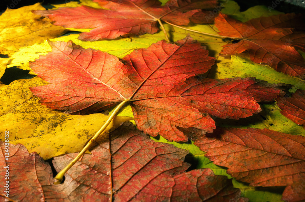 Autumn colored leaves of maple close-up Autumn colored leaves of maple close-up