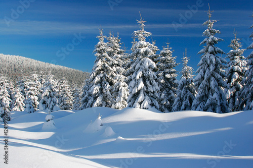 Winter Landscape  Spruce Tree Forest Covered by Snow  bright sunshine  blue sky