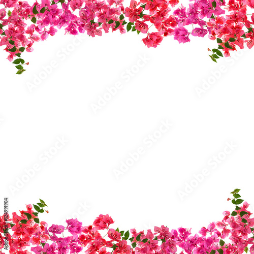 Fototapeta Naklejka Na Ścianę i Meble -  Bougainvillea flower frame on white background 