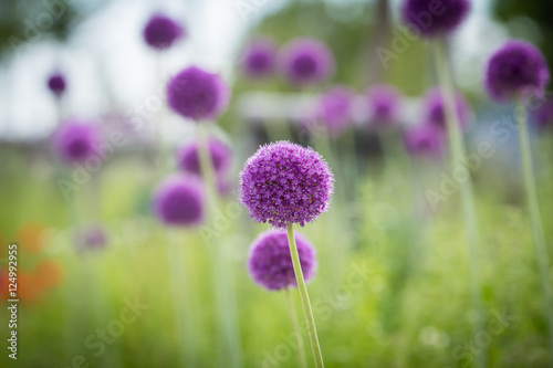 Allium giganteum