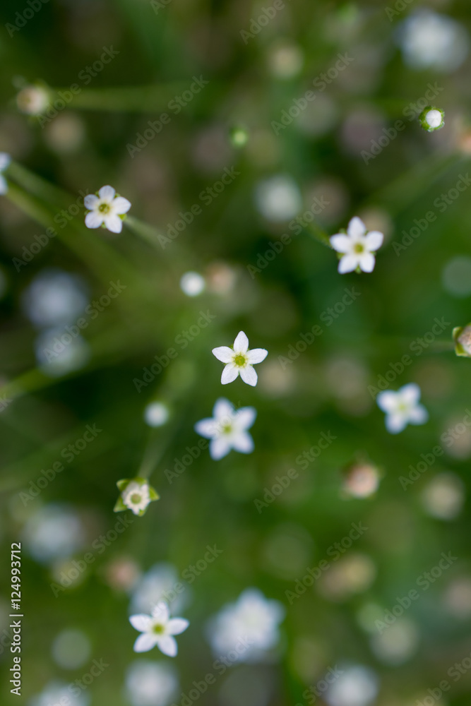 White little flowers in the Altai mountains, Russia White little flowers in the Altai mountains, Russia