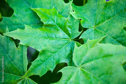 Green maple leaves © rootstocks