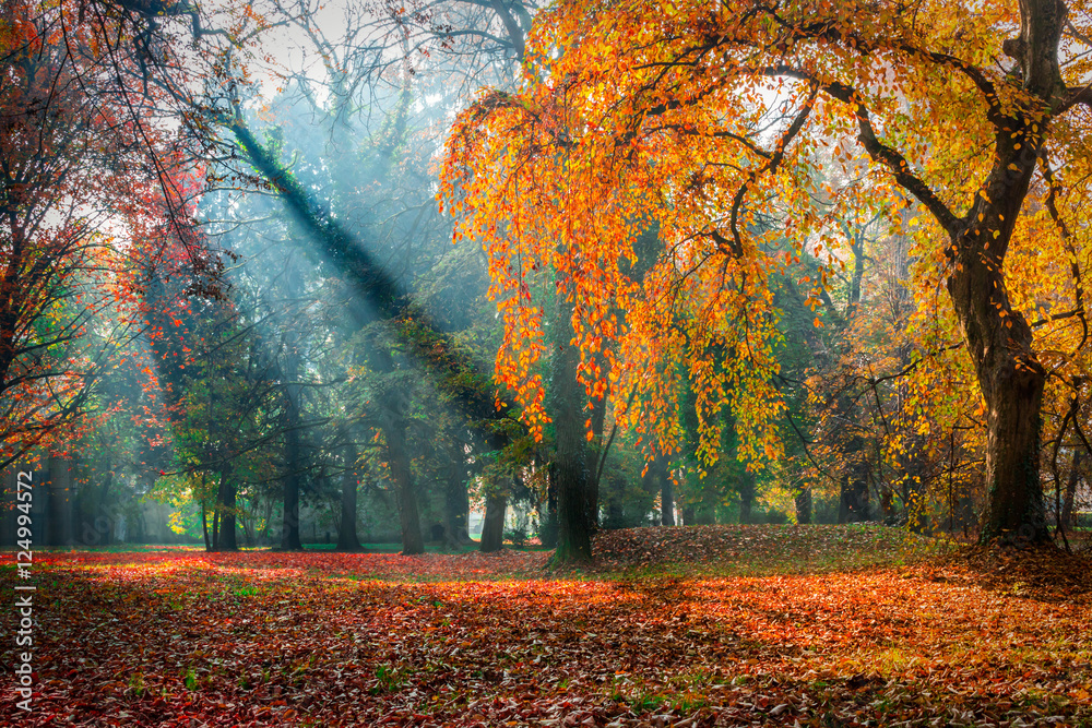Fototapeta premium Mglisty jesienny poranek w parku