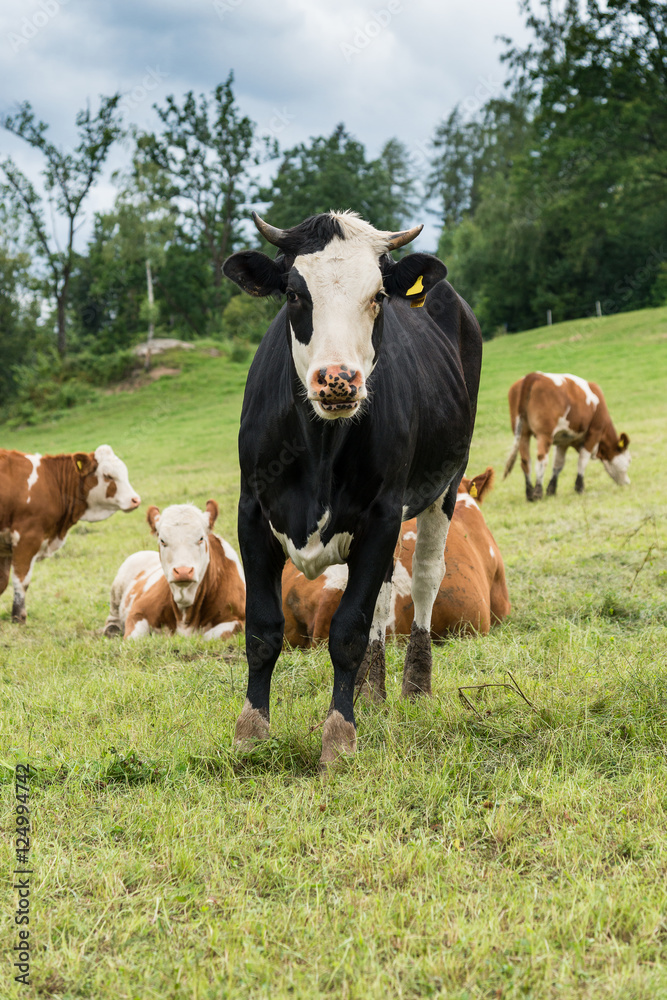 Schwarzbunte Kuh mit braunen Kollegen auf der Weide