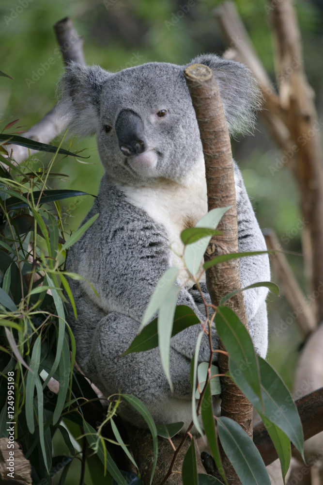 Obraz premium koala bear