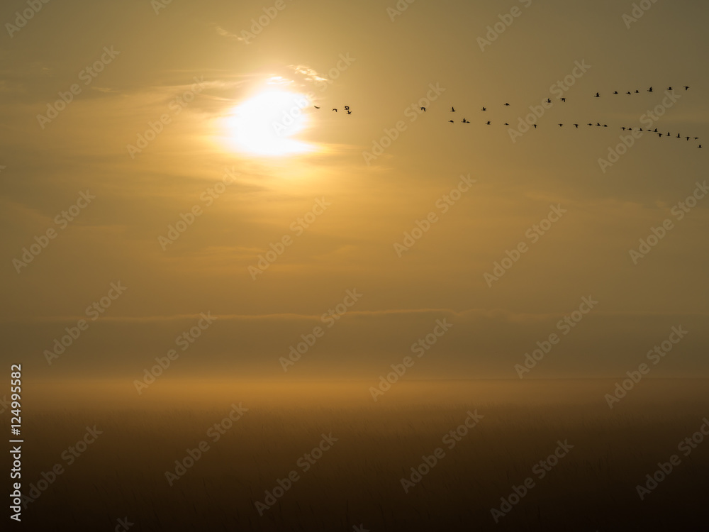 Nebel auf den Salzwiesen mit Zugvögeln
