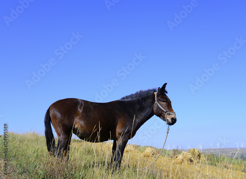 The horses in the grasslands of autumn